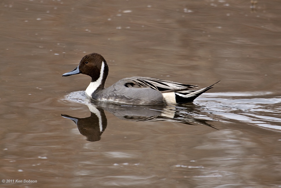 pin tail duck