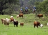 Southern Arizona Cattle Drive