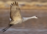 Sand Hill Crane in Flight #1