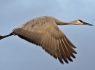 Sand Hill Crane in Flight #3