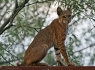 Bobcat (Lynx rufus) Â·