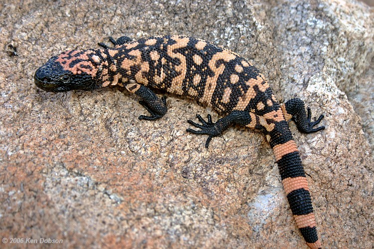 Gila Monster (Heloderma suspectum) - Dobson Central Photography